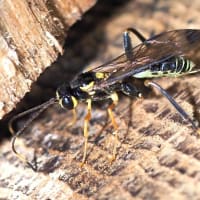 タマヌキケンヒメバチの産卵