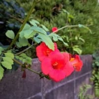 熱中症警戒アラート３日目