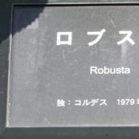 ロブスタ　〈Robusta　バラ〉　