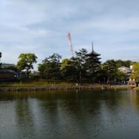 国宝　興福寺五重塔　　2024年4月から始まった五重塔の修復は着実に少しづつ進んでいる。５/11（10景）
