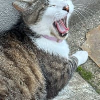 イケメンさばきち君の変顔