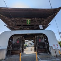 蓮の咲き具合を見に行く