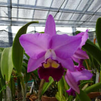 C. Suau Naruto ' Tomoko '　（株No.2376）