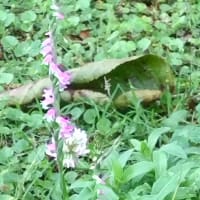 ネジバナ