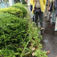 今日は、まちセン講座の草花散歩でしたが、あいにくの雨でした。