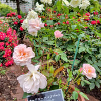 薔薇と遊ぶ