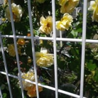 ばら園へ、春のバラ園まつり前に・・・。家庭菜園へ・・・。庭のバラ