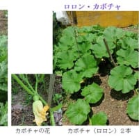 夏野菜が成長し、収穫が始まった。　－ 2025.6中 －