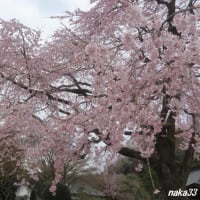 雲居寺の枝垂れ桜～～～