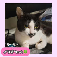 9/14(土)多摩市聖蹟桜ヶ丘にて保護猫譲渡会開催します