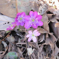 我が家の雪割草開花