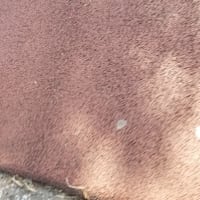 クリンへの想いは尽きなくて・・・319