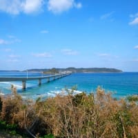 角島のスイセン