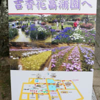 吉香公園の花菖蒲園
