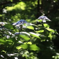 治療の合間に、近場で花散策！（シタキソウとアジサイと！）