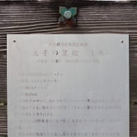 栃木県真岡市、亀山１丁目「太子の笠松」（県指定・とちぎの名木）です！！