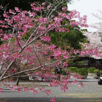 天理教本部の枝垂れ桜