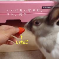 仙太郎、イチゴを食べる。