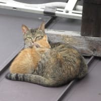親子猫