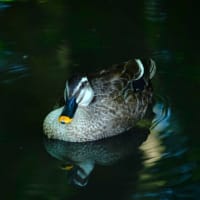 ハンゲショウ、コバギボウシ、コマツナギとカルガモ（板橋区立赤塚植物園 2025.6.21撮影）