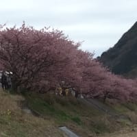 伊東一泊旅行 2016 3月  河津桜まつり