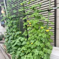 『久我山歳時記』（67）〜小暑となり、暑中お見舞い