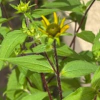 夏の花