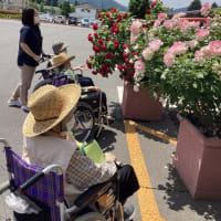 ★松尾町バラ園見学★