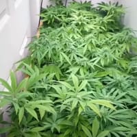 Growing cannabis in an early-flowering closed yield