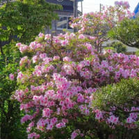 庭のツツジ（８） 大ツツジ