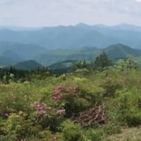亀石山でミヤマキリシマ