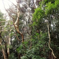 イロハモミジ      　　空も地も水も、くれないに染めて　　　　　　千葉県千葉市の深い森