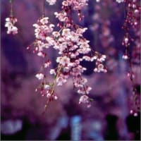 26年　花祭りのお知らせ