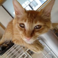 GWですが