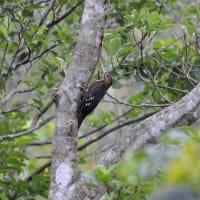 沖縄で出会えた野鳥5