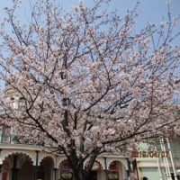 桜が咲いて　想うこと