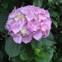 大鐘家の紫陽花