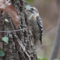 日本で一番小さなキツツキ、コゲラの姿、ドキドキ眺め　(KK楽園)岐阜県各務原市