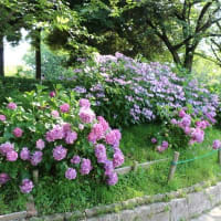 荒子川公園  ②　ラベンダー＆アジサイ