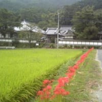戦国時代の糸島（二十一）―波呂龍国寺再興―
