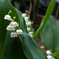 White bouquet