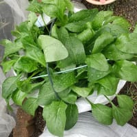 ほうれん草の栽培日記 (収穫)