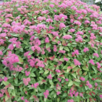 咲き出した西洋ニンジンボク