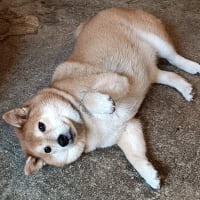 ぽぽちゃんカフェ