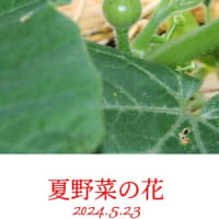 夏野菜の花② 2024.5.23