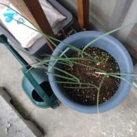 しそ大葉とねぎの収穫、枝豆の状況・・・・。