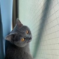 にゃ〜5