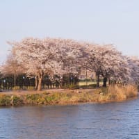 近藤沼の桜と鯉のぼり