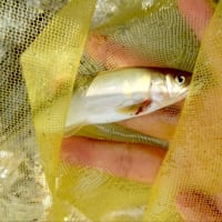 【釣】清流に癒されるも厳しい釣果　（2025/06/28　鮎　大洞川・小坂川）