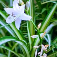 ７月始めに。薄紫２３･２４番咲いて儚く散って